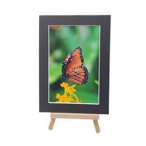 Williamson Photography Accents - Butterfly with yellow flower 1